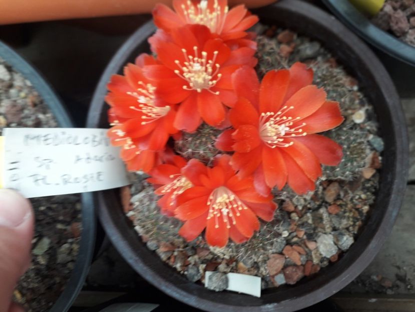 Mediolobivia sp - Cactusi înfloriti 2020