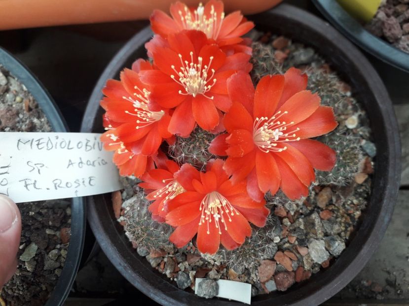 Mediolobivia sp - Cactusi înfloriti 2020