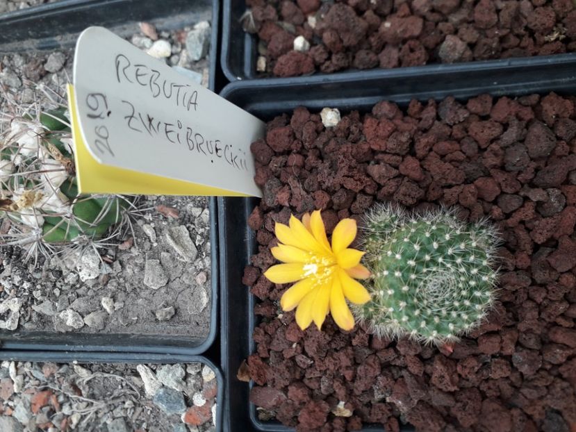 Rebutia zweibrueckii - Cactusi înfloriti 2020