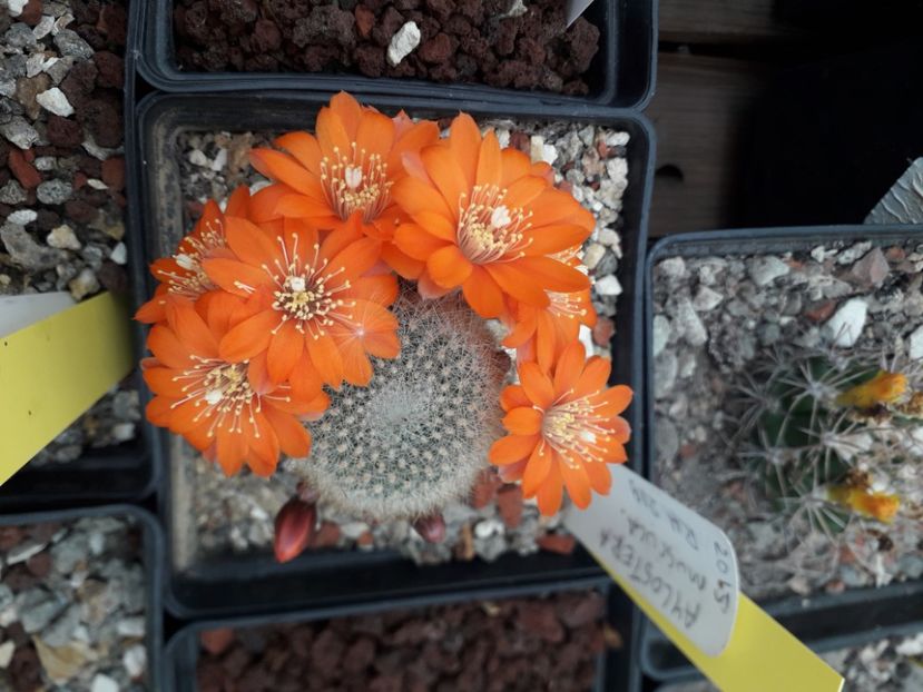 Aylostera muscula - Cactusi înfloriti 2020