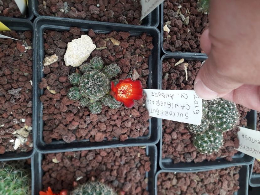 Sulcorebutia canigueralii cv ANDORE - Cactusi înfloriti 2020