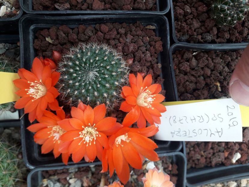 Aylostera sp RH 278 - Cactusi înfloriti 2020