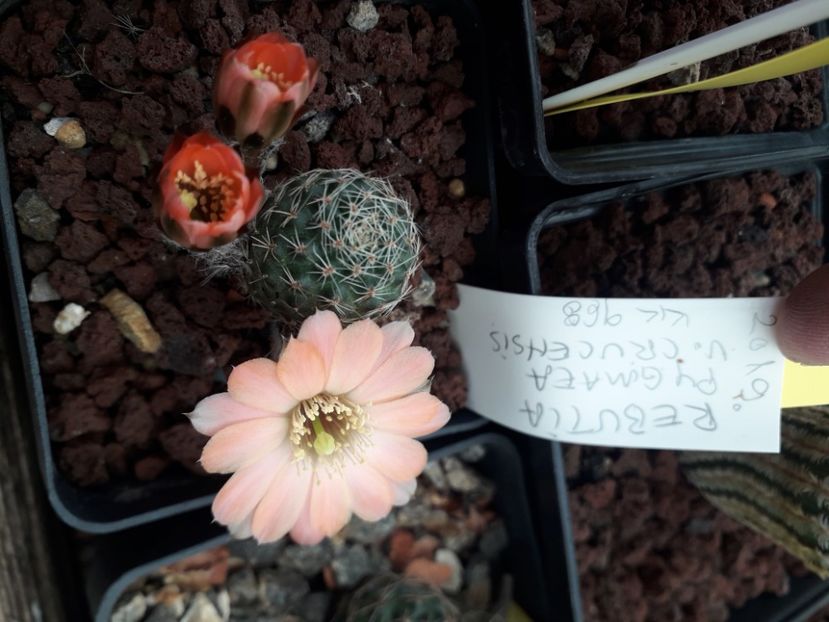 Rebutia pygmaea v crucensis KK 968 - Cactusi înfloriti 2020