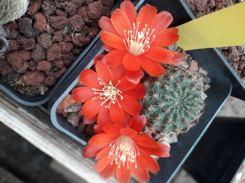 Rebutia sp - Cactusi înfloriti 2020