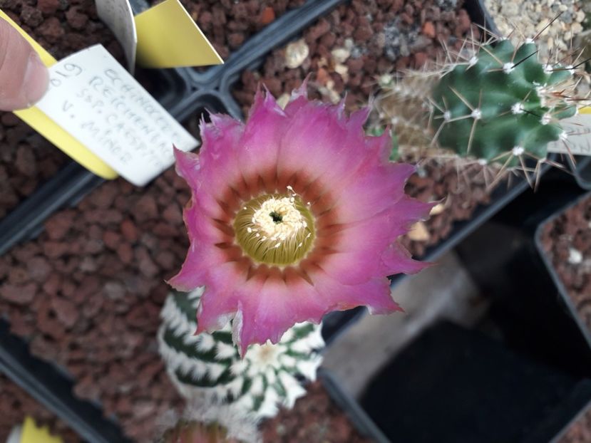 Echinocereus reichenbachii caespitosus v minor - Cactusi înfloriti 2020
