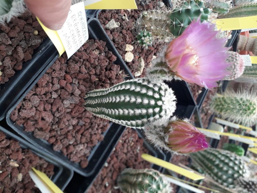 Echinocereus reichenbachii caespitosus v minor - Cactusi înfloriti 2020