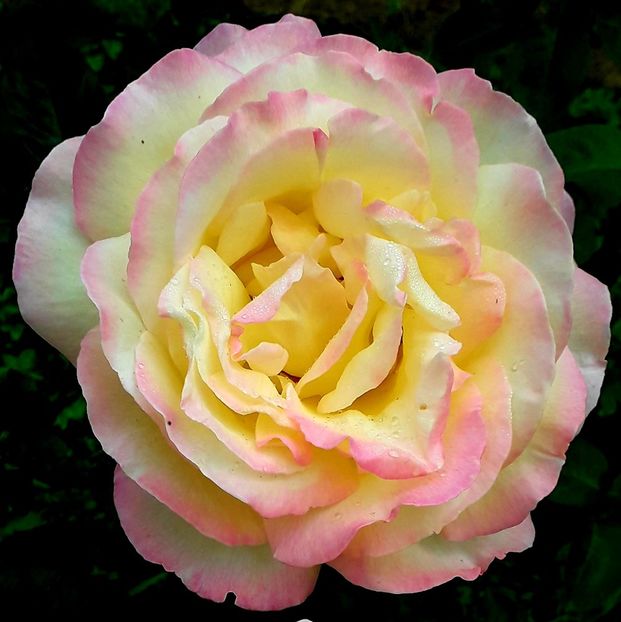  - TRANDAFIRI_2019_2020_2024