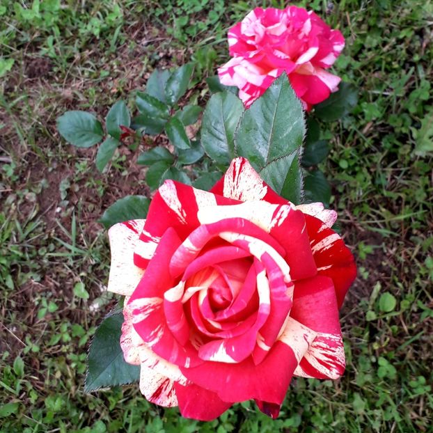  - TRANDAFIRI_2019_2020_2024