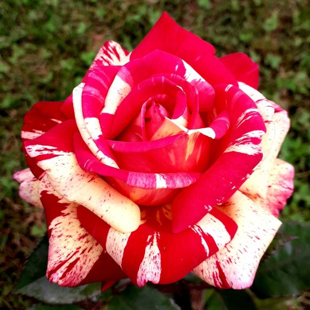  - TRANDAFIRI_2019_2020_2024