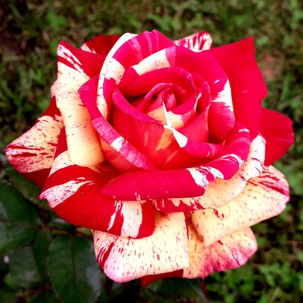  - TRANDAFIRI_2019_2020_2024