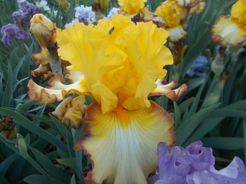  - Irisi -2020 Barbata Elatior si intermedia