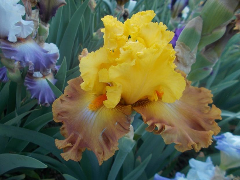  - Irisi -2020 Barbata Elatior si intermedia