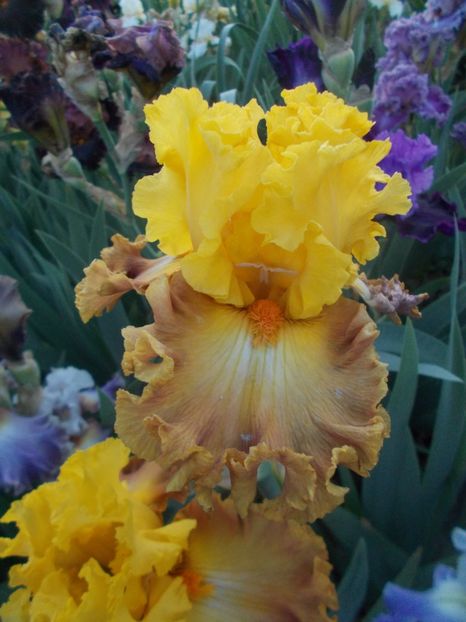  - Irisi -2020 Barbata Elatior si intermedia