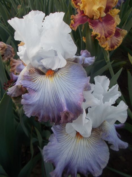  - Irisi -2020 Barbata Elatior si intermedia