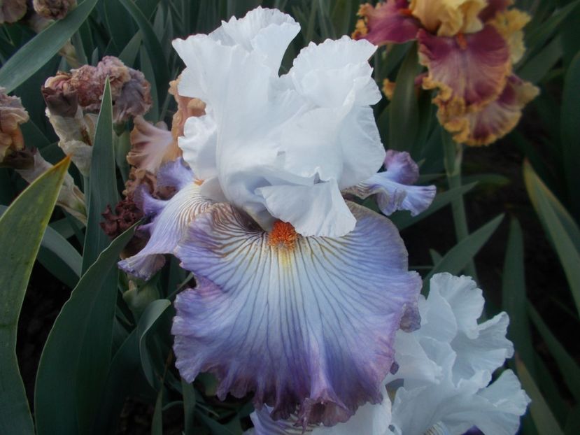  - Irisi -2020 Barbata Elatior si intermedia