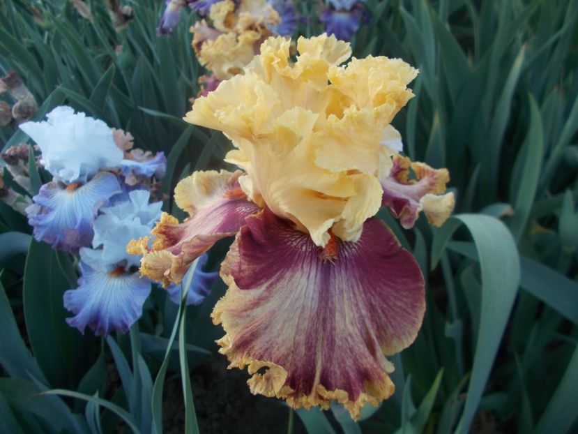  - Irisi -2020 Barbata Elatior si intermedia