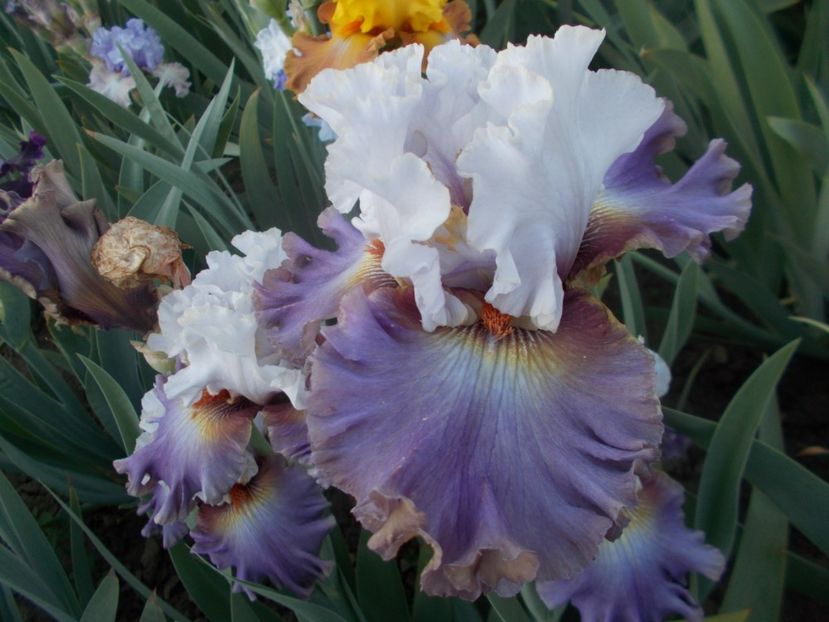  - Irisi -2020 Barbata Elatior si intermedia