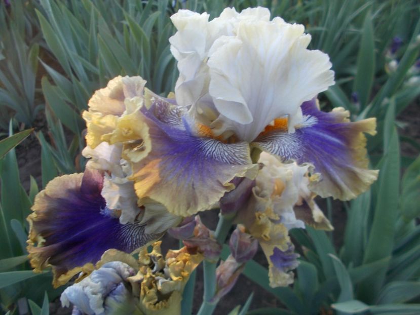  - Irisi -2020 Barbata Elatior si intermedia