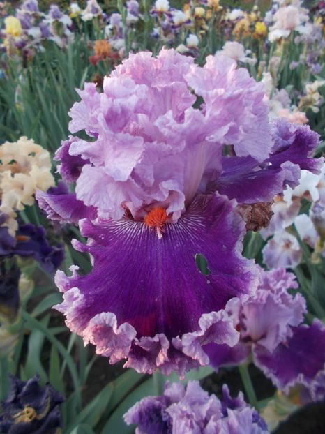  - Irisi -2020 Barbata Elatior si intermedia