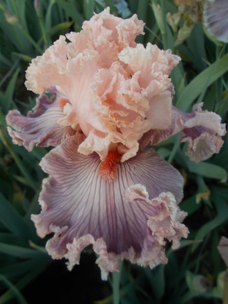  - Irisi -2020 Barbata Elatior si intermedia