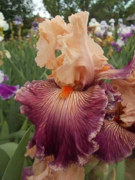  - Irisi -2020 Barbata Elatior si intermedia