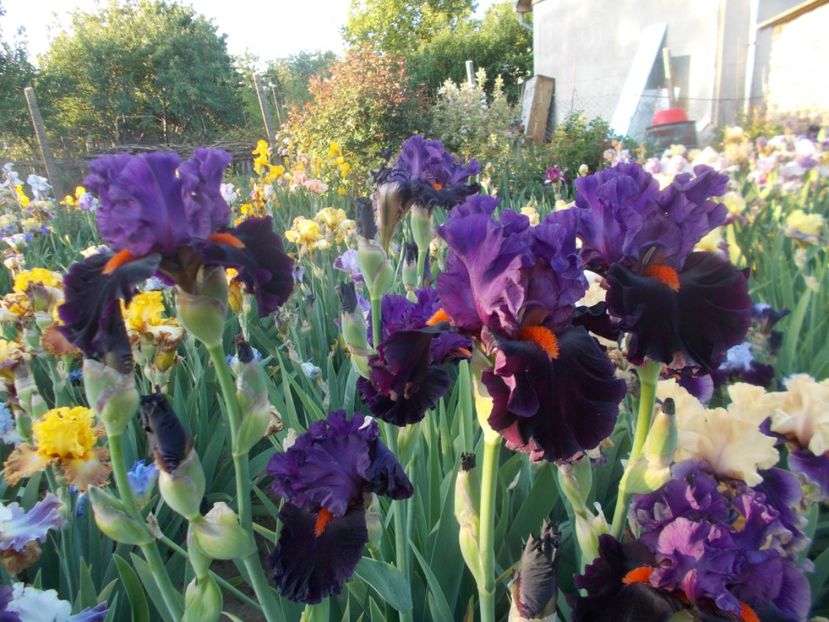  - Irisi -2020 Barbata Elatior si intermedia