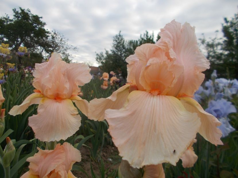  - Irisi -2020 Barbata Elatior si intermedia