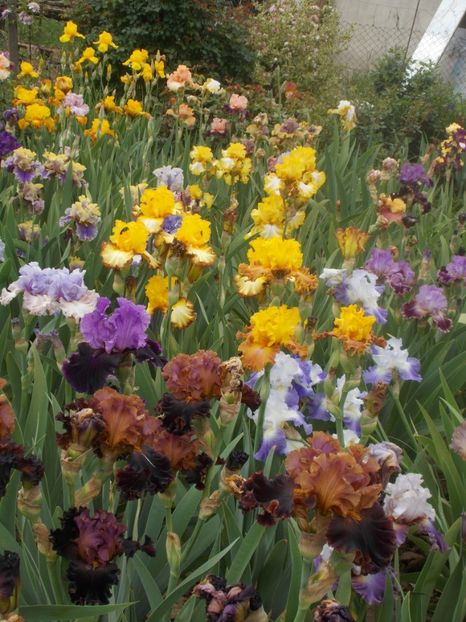  - Irisi -2020 Barbata Elatior si intermedia