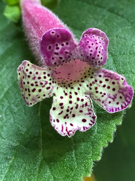 C7112270-6AA6-4DAA-A684-966D53ADC062 - Lemon Demon