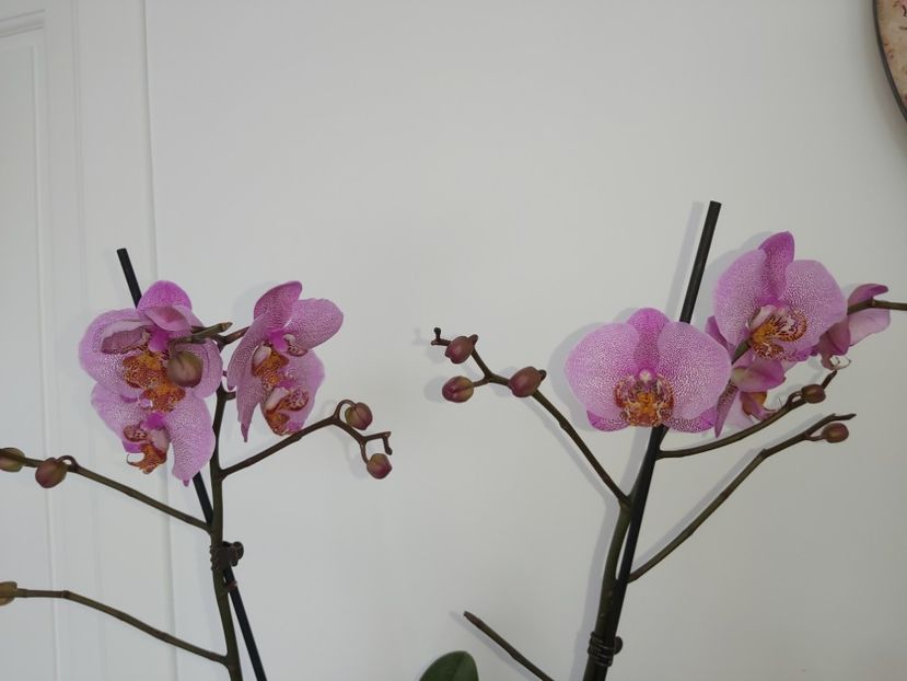  - phalaenopsis