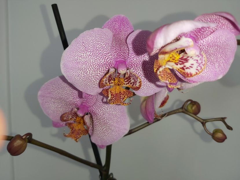 Ph Manhattan ( formation) - phalaenopsis