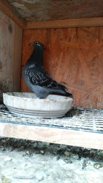 IMG-20200606-WA0005 - xxx Pigeons