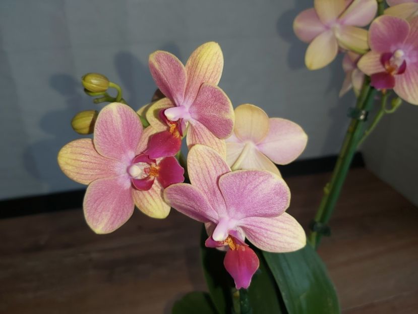 Ph Summersong - phalaenopsis