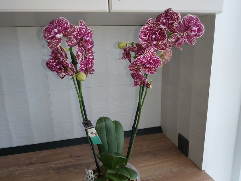  - phalaenopsis