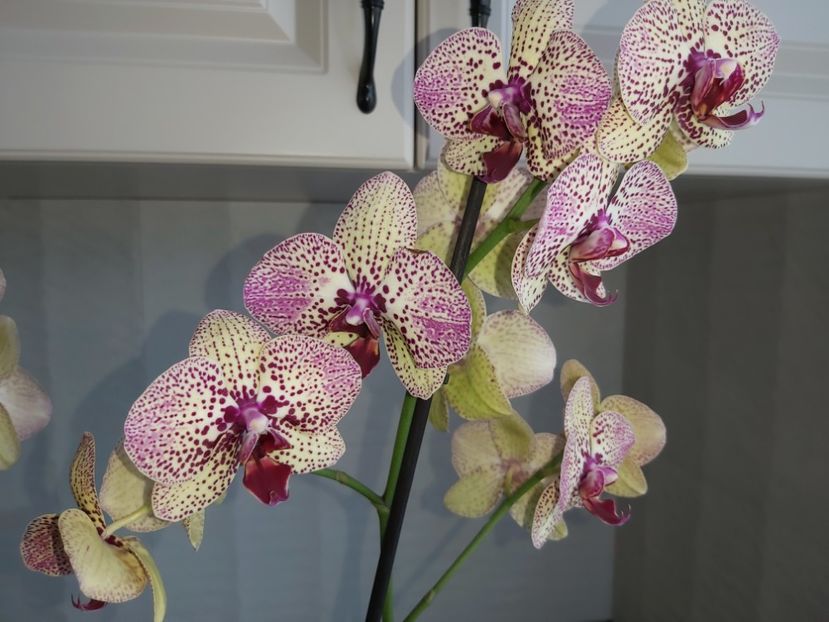 Ph Kleopatra - phalaenopsis