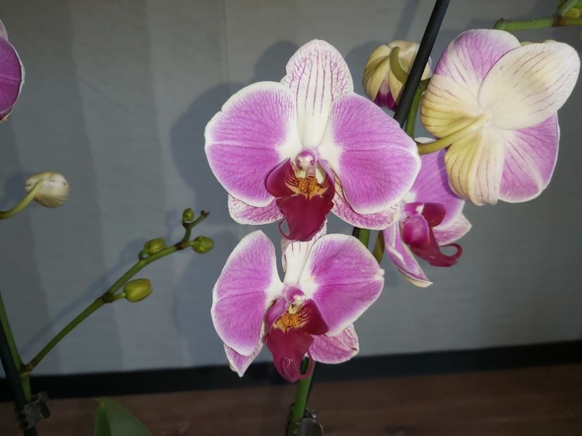  - phalaenopsis