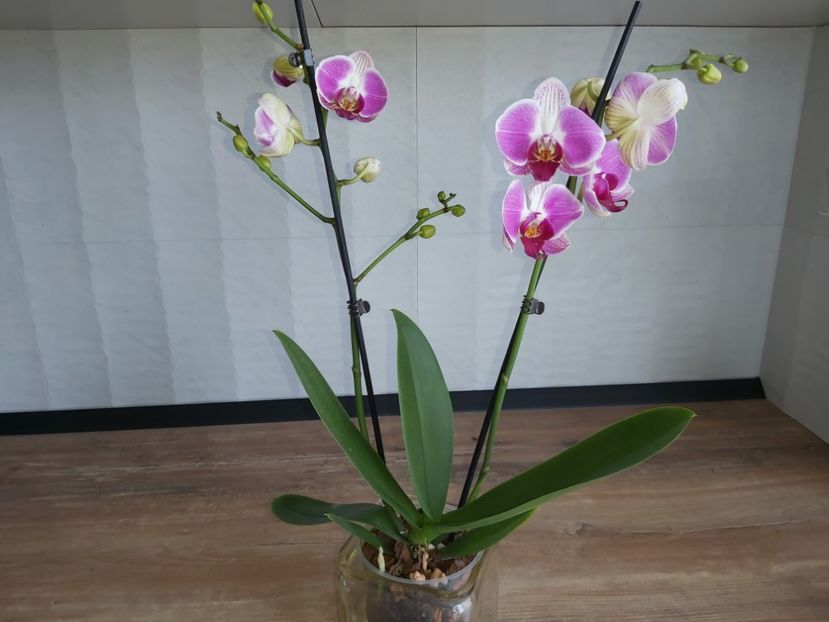  - phalaenopsis