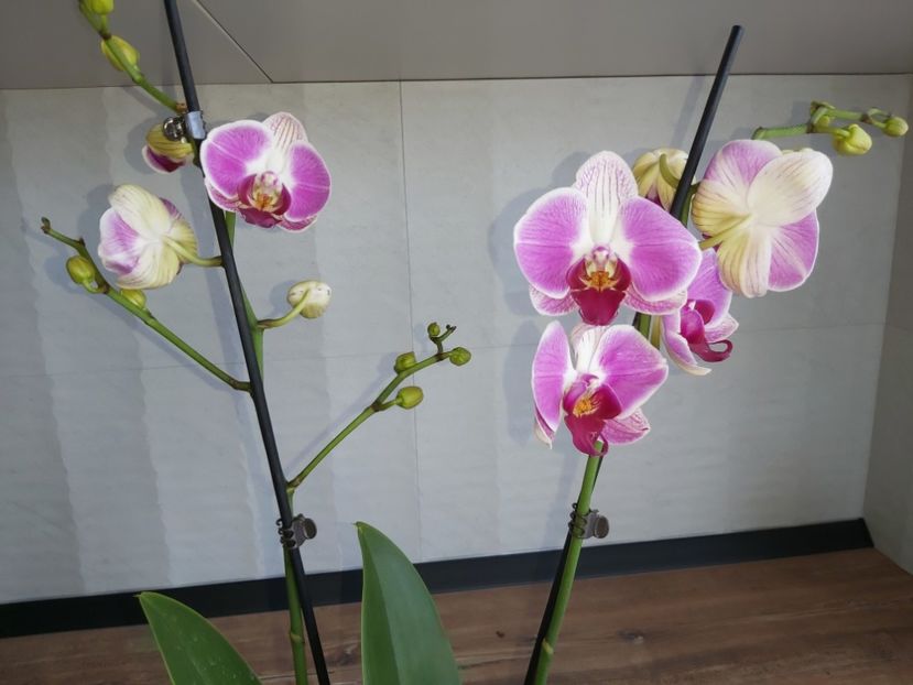 Ph Day Tripper - phalaenopsis
