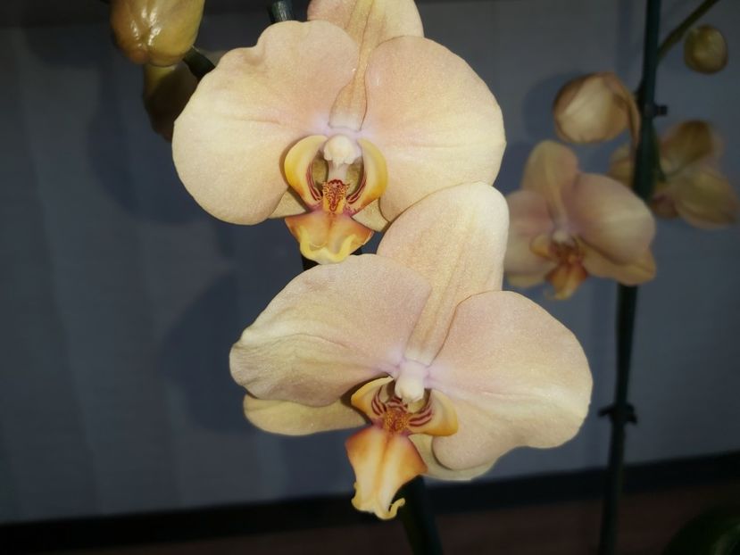 Ph African Sunset - phalaenopsis