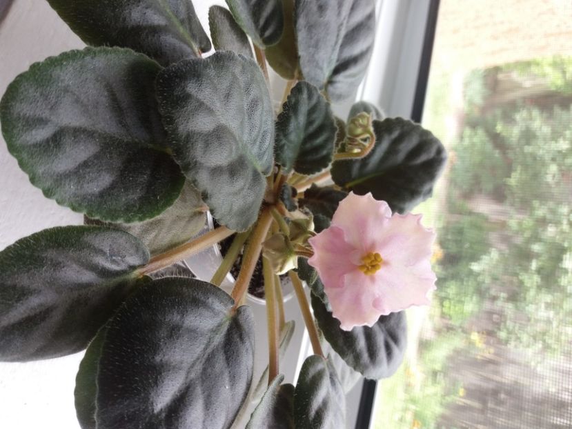  - ZZZPlayful Dreamer