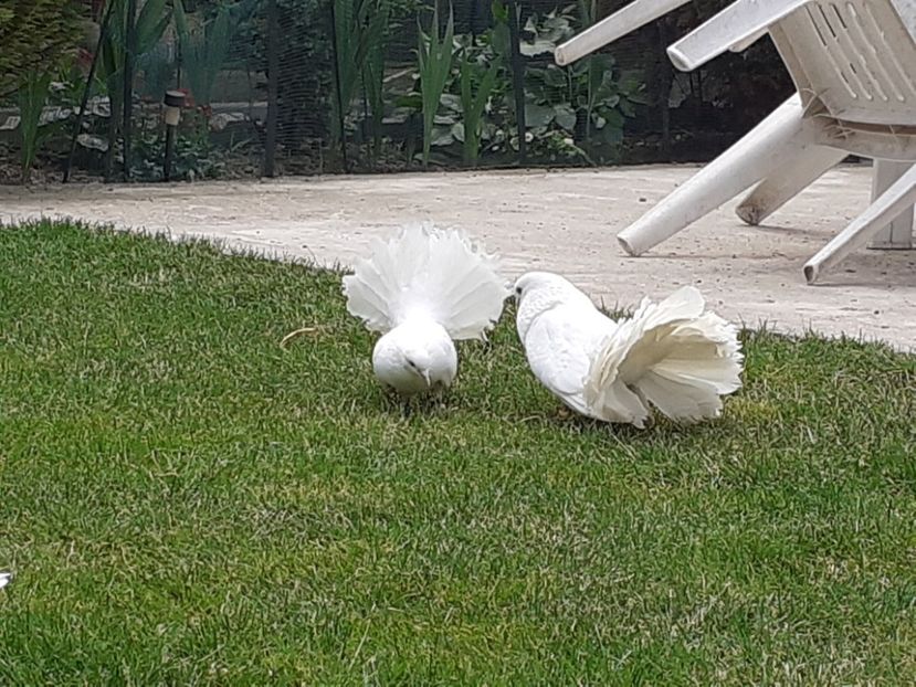  - Porumbei la grămadă în 2020