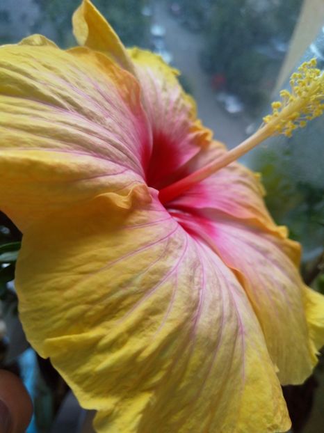  - Hibiscus