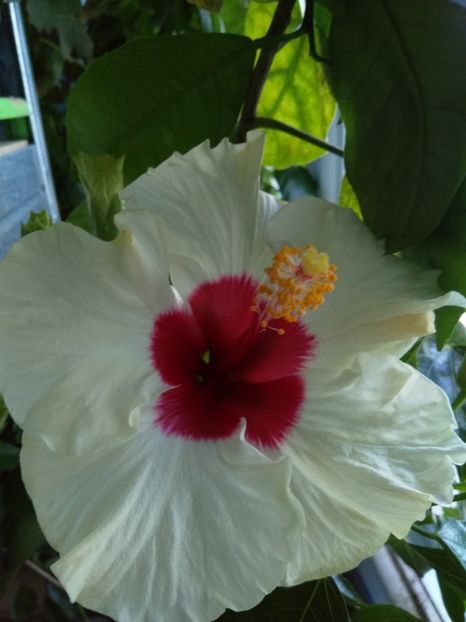  - Hibiscus