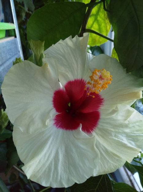  - Hibiscus