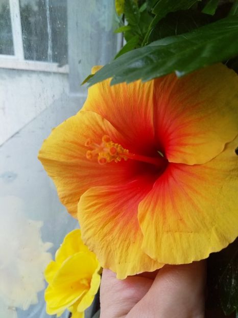  - Hibiscus