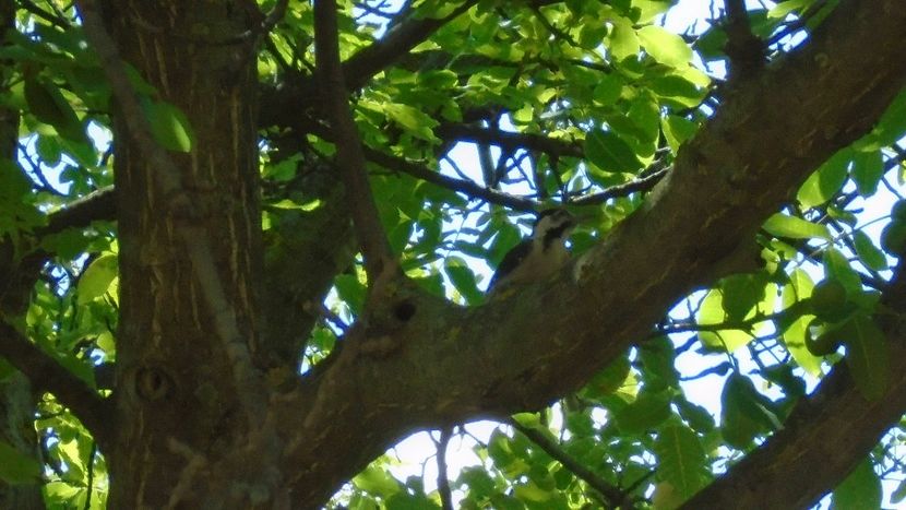 Pui de ciocanitoare - Primavara 2020