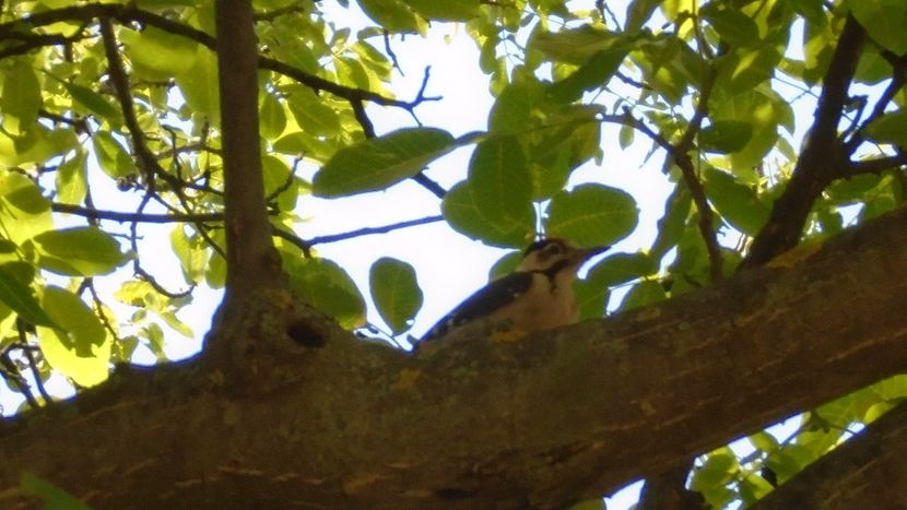 Pui de ciocanitoare - Primavara 2020