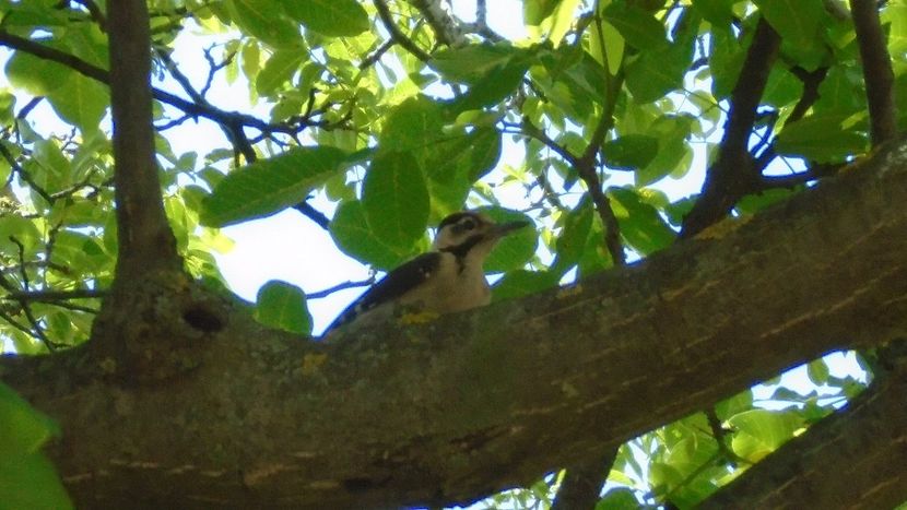 Pui de ciocanitoare - Primavara 2020