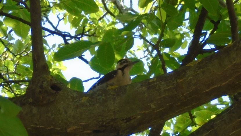 Pui de ciocanitoare - Primavara 2020