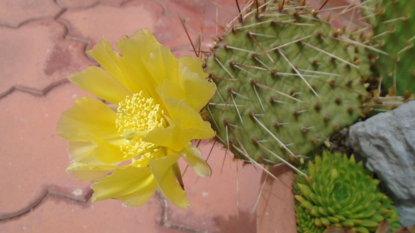 Opuntia phaeacantha - Primavara 2020